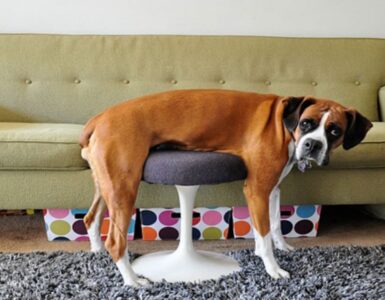 4 animali sgabello