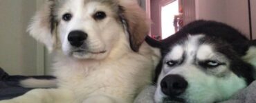 4 cani husky
