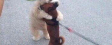 4 cani amore