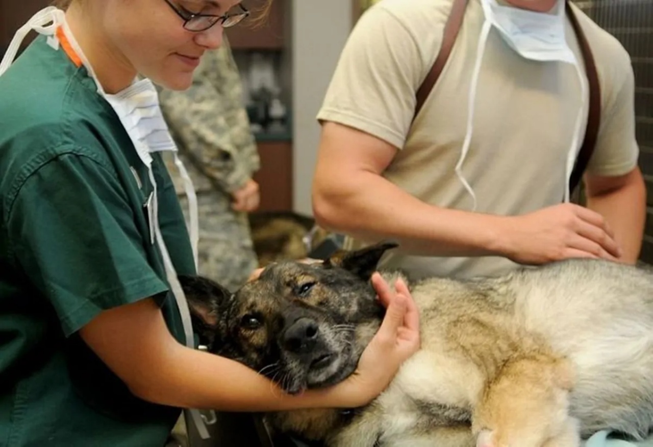 4 consigli veterinario