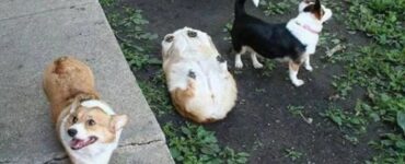 4 corgi schiena