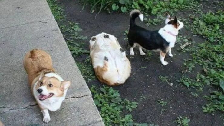 4 corgi schiena