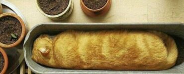 4 gatti pagnotta forno