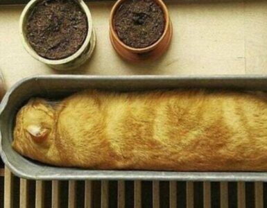4 gatti pagnotta forno