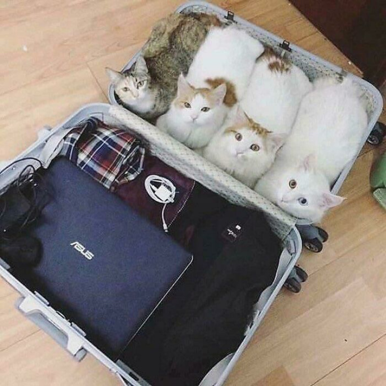 4 gatti pagnotta valigia