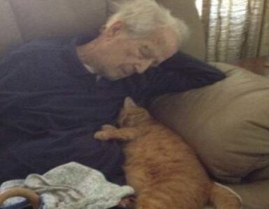 4 gatti nonno