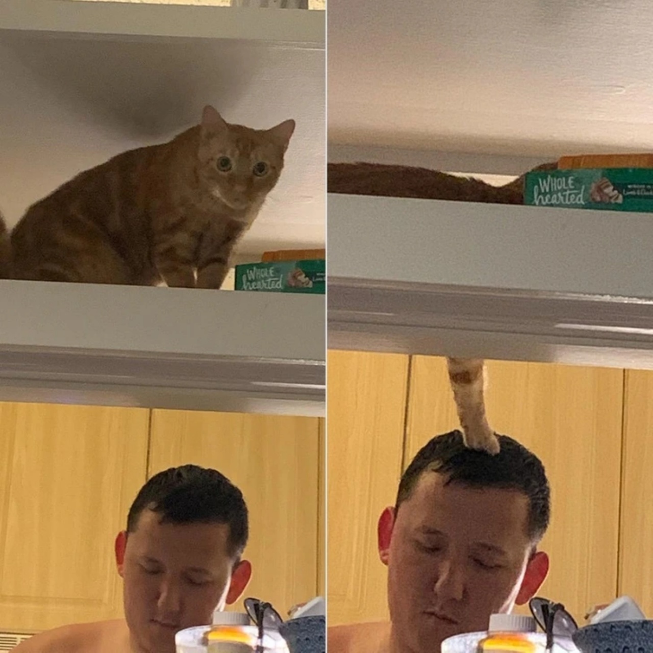 4 gatti cucina
