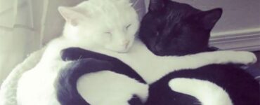 4 gatti cuore