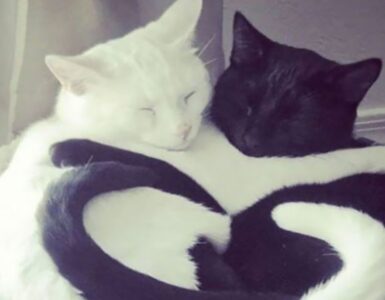 4 gatti cuore