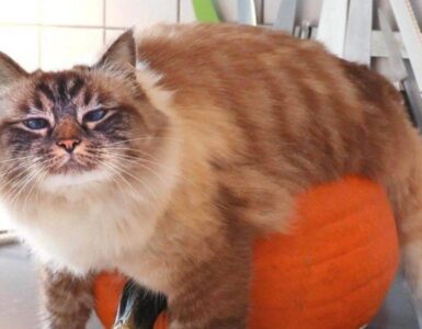 4 gatti zucca