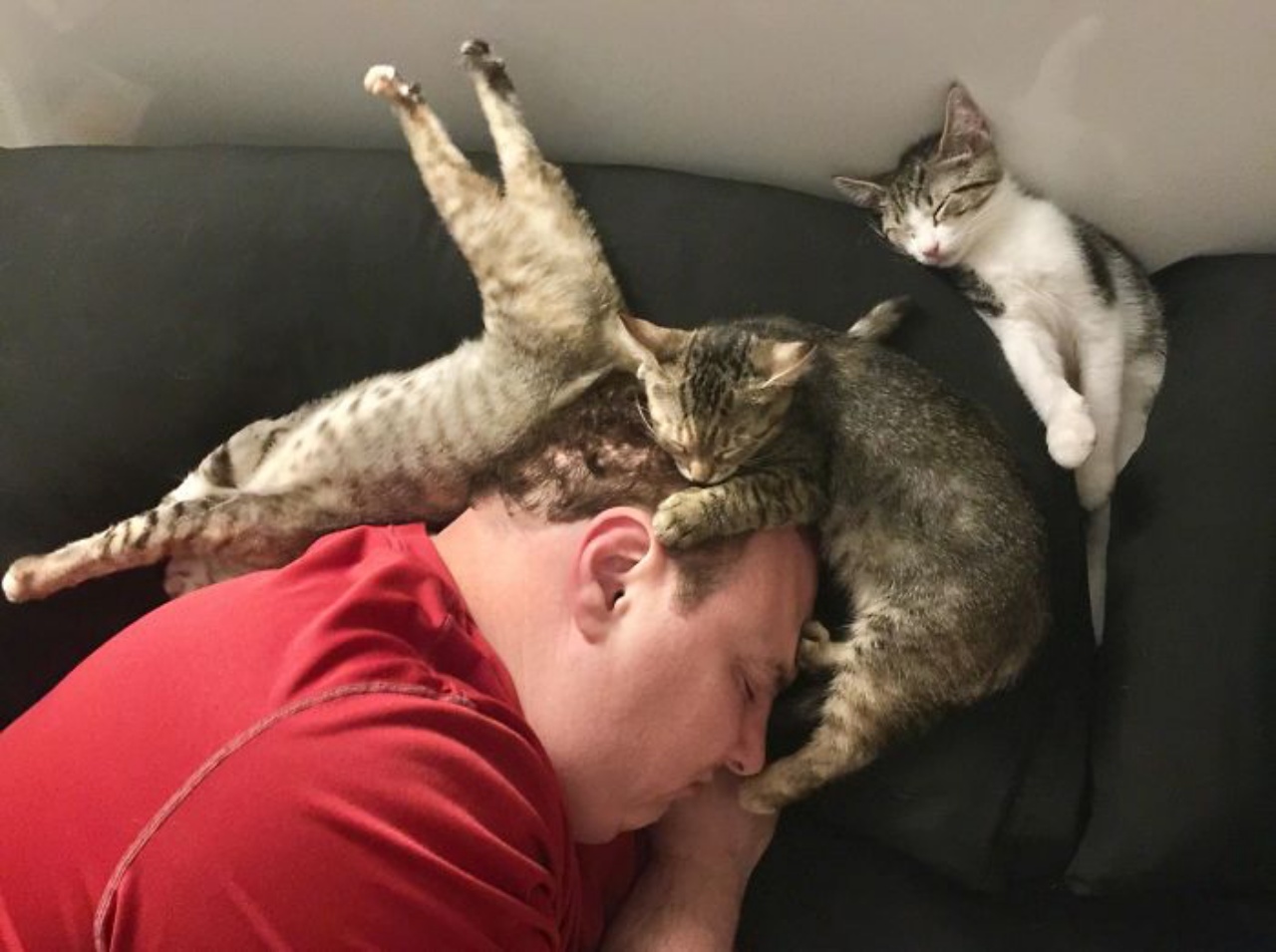 4 gatti sonno