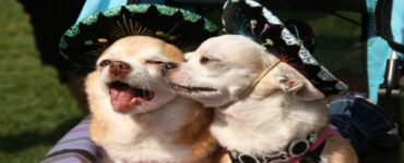 4 sfilate di cani mariachi