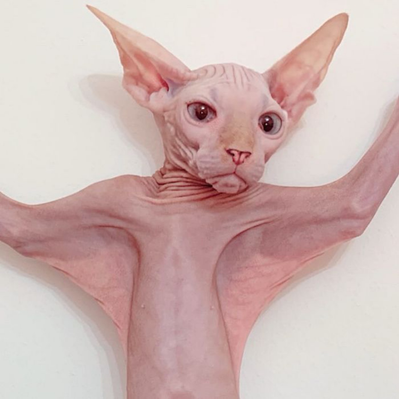 4 sphynx batman