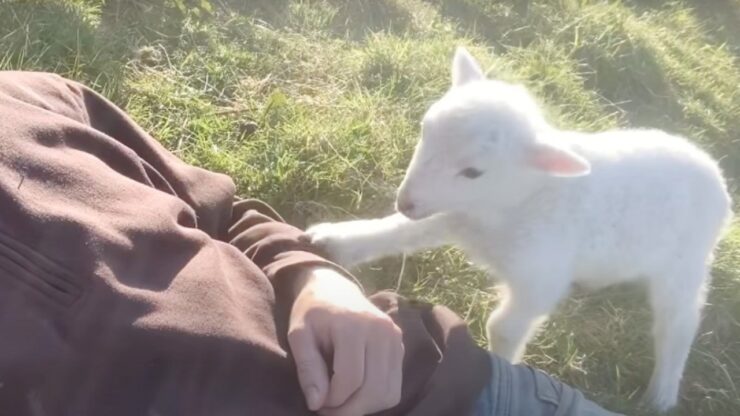 Agnellino chiede coccole al suo padrone