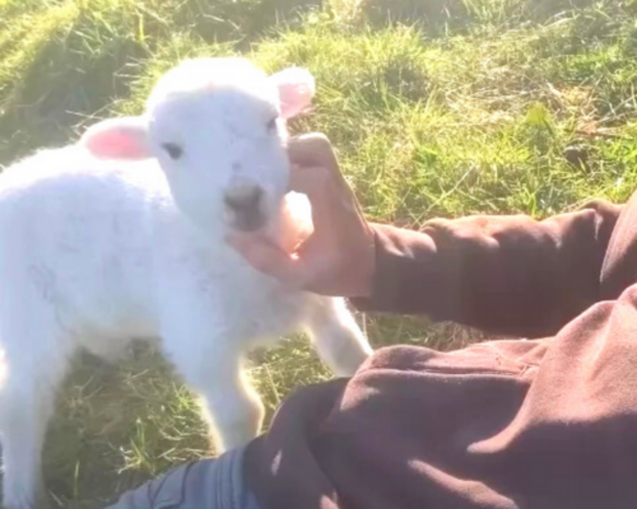 Agnellino chiede coccole al suo padrone