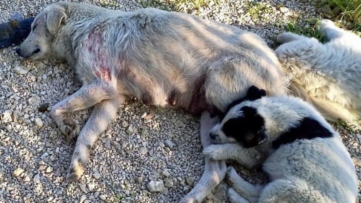 Cagnolina si prende cura dei suoi cuccioli