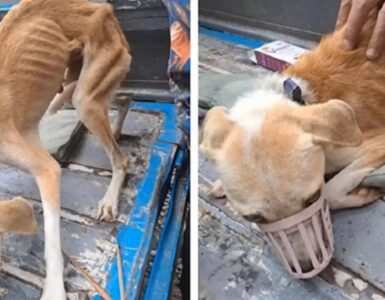 Cagnolina scheletrica salvata dai volontari