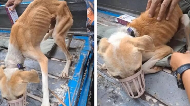 Cagnolina scheletrica salvata dai volontari