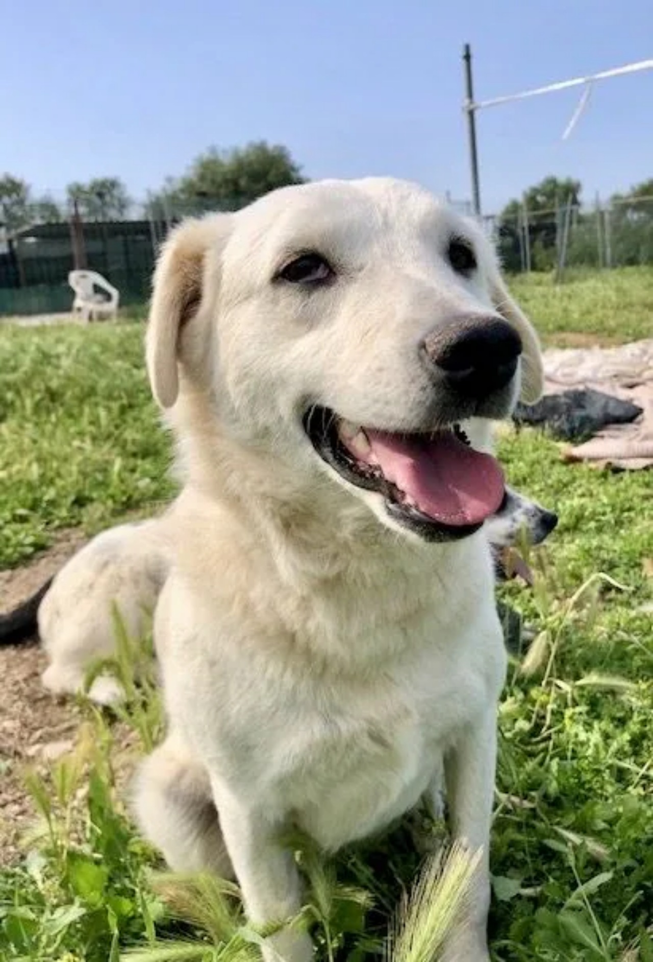 Cagnolina si prende cura dei suoi cuccioli