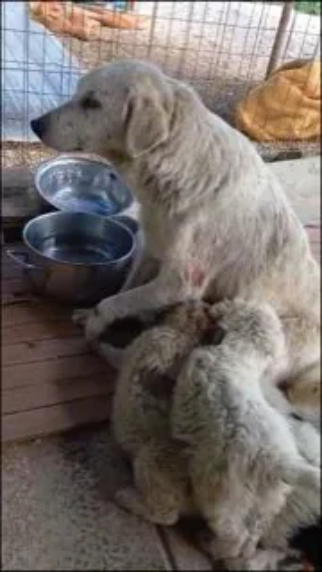 Cagnolina si prende cura dei suoi cuccioli