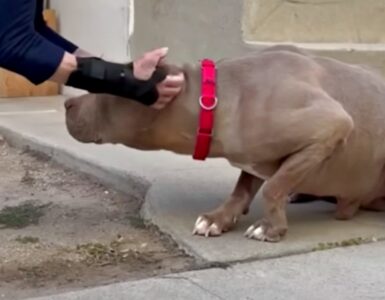 Cane aveva paura dell'uomo: salvato da una donna