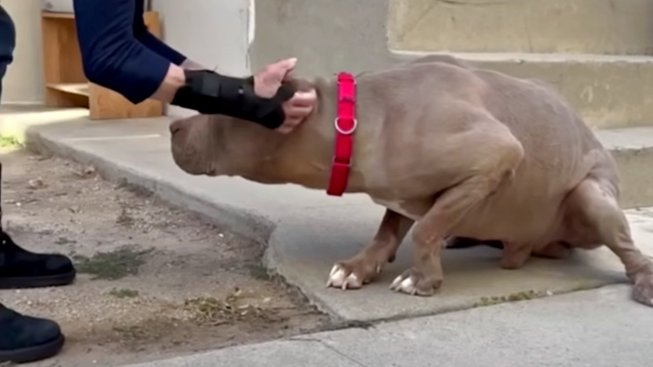 Cane aveva paura dell'uomo: salvato da una donna