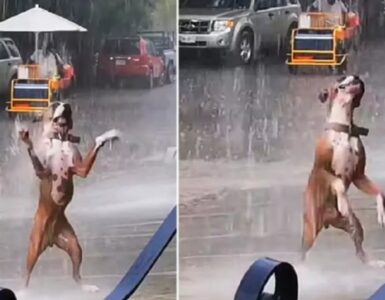 Cane balla sotto la pioggia ed è molto felice