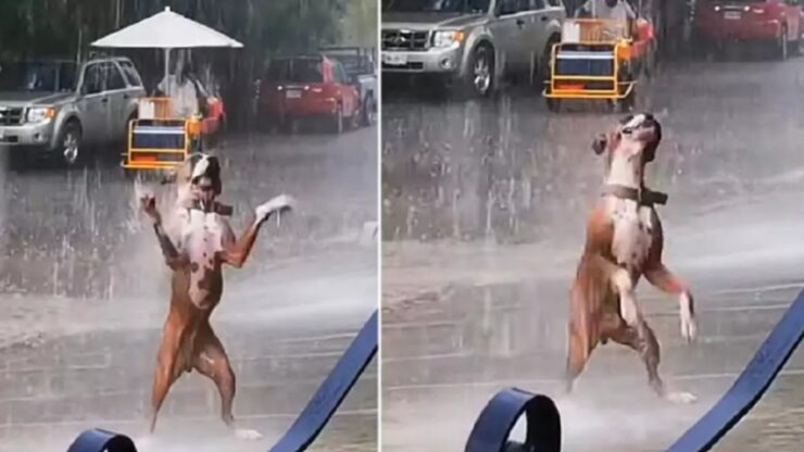 Cane balla sotto la pioggia ed è molto felice