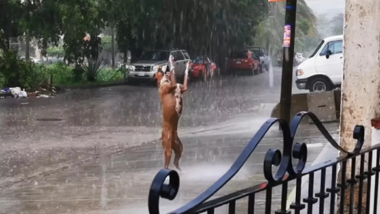 Cane balla sotto la pioggia ed è molto felice