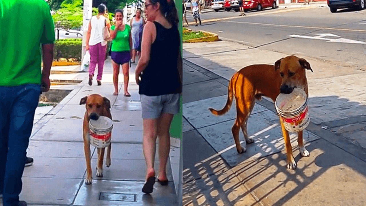 Cane con secchio in bocca elemosinando acqua