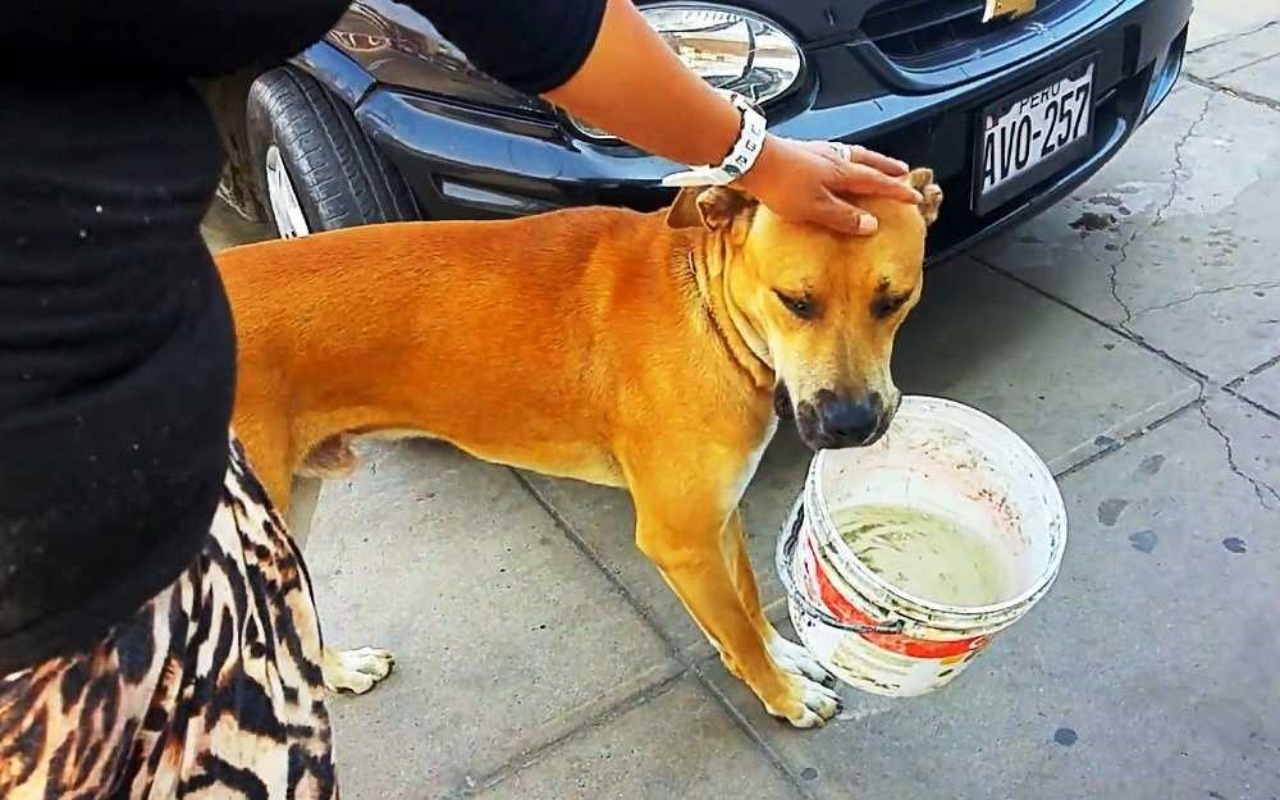 Cane con secchio in bocca elemosinando acqua