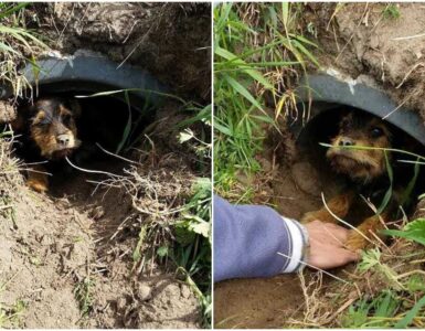 Cane con zampa posteriore infetta: amputata e messo il tutore