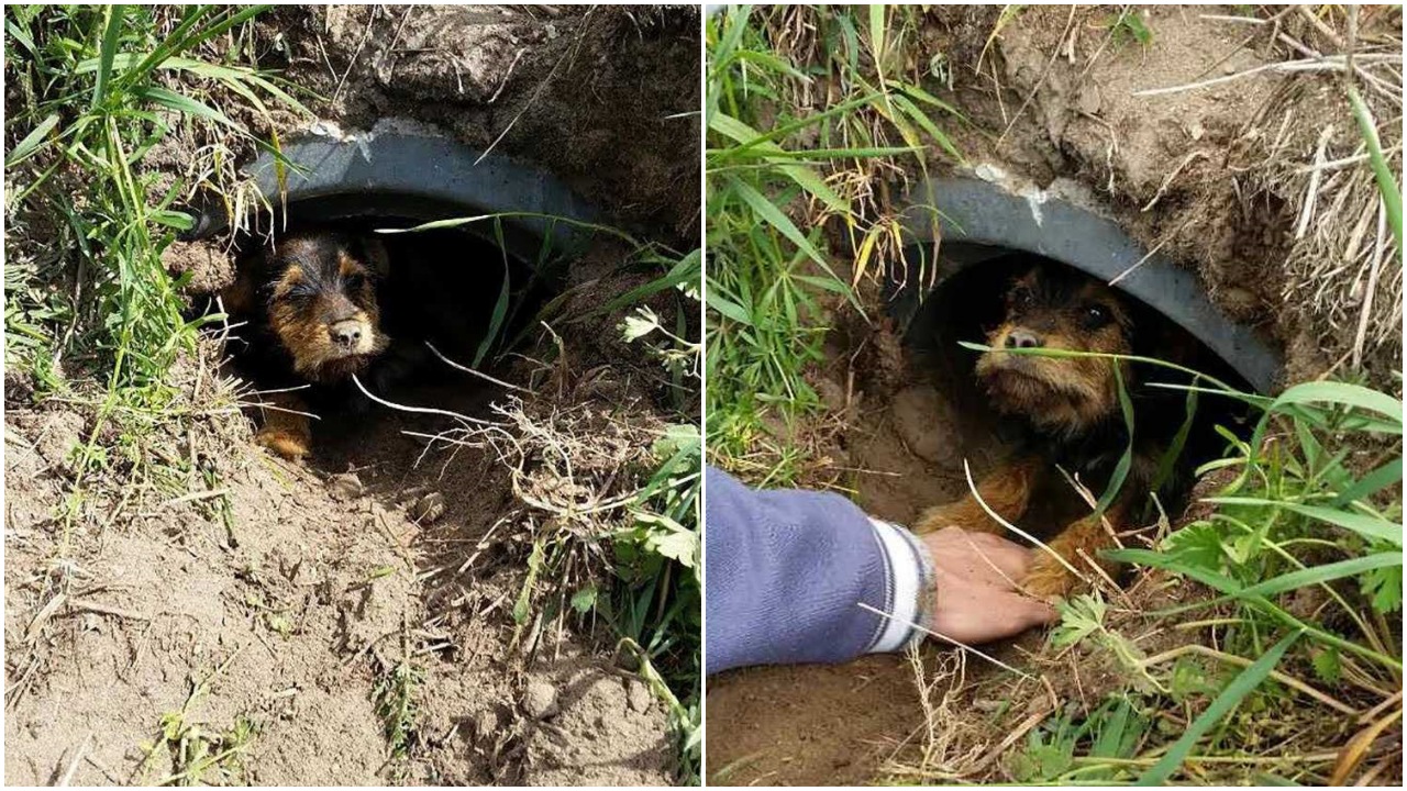 Cane con zampa posteriore infetta: amputata e messo il tutore