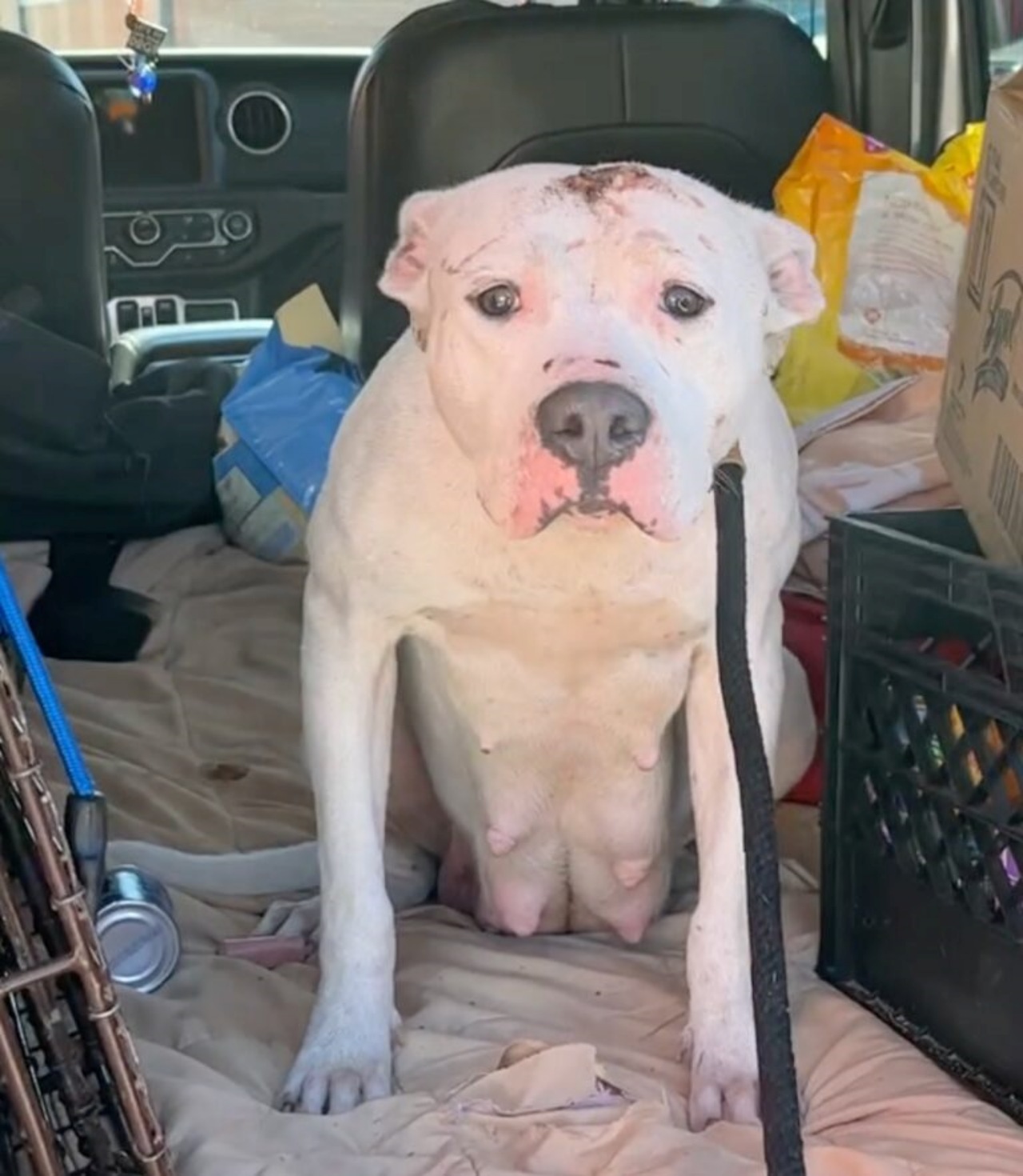 Cane in un cortile abbandonato partorisce 4 cuccioli