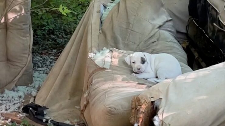 Cane in un cortile abbandonato partorisce 4 cuccioli