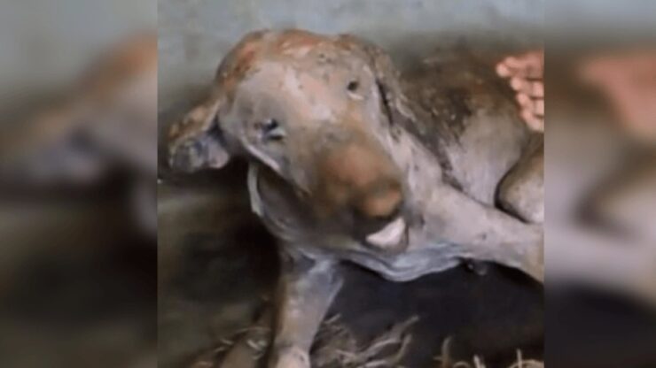 Cane magrissimo salvato dai volontari