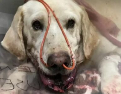 Cane morso da un serpente a sonagli per salvare il suo padrone