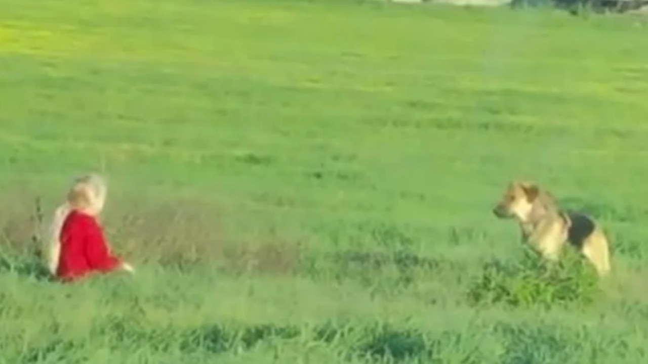 Cane randagio si fida della bambina e si lascia accarezzare