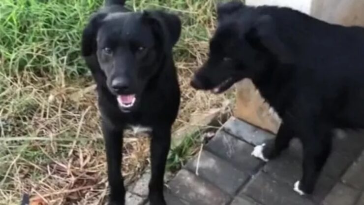 Cane trova il suo sosia e lo porta a casa