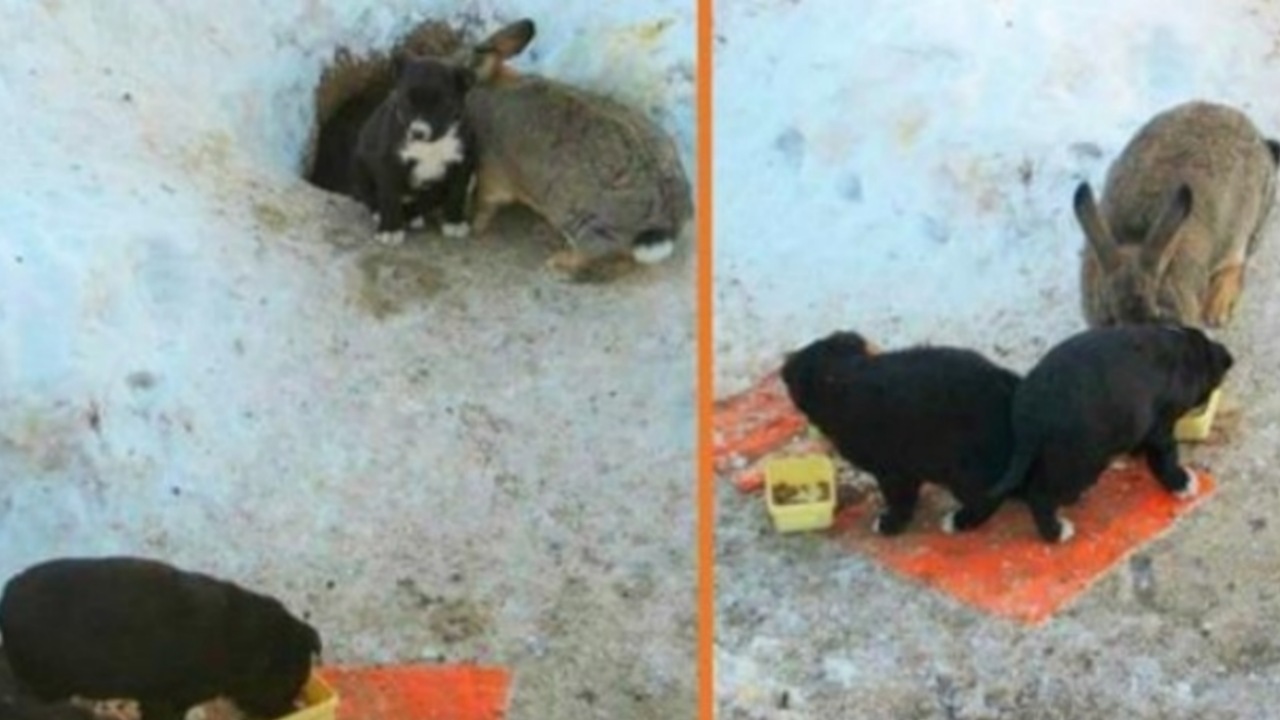 Coniglio protegge i cuccioli e li nasconde nella sua tana