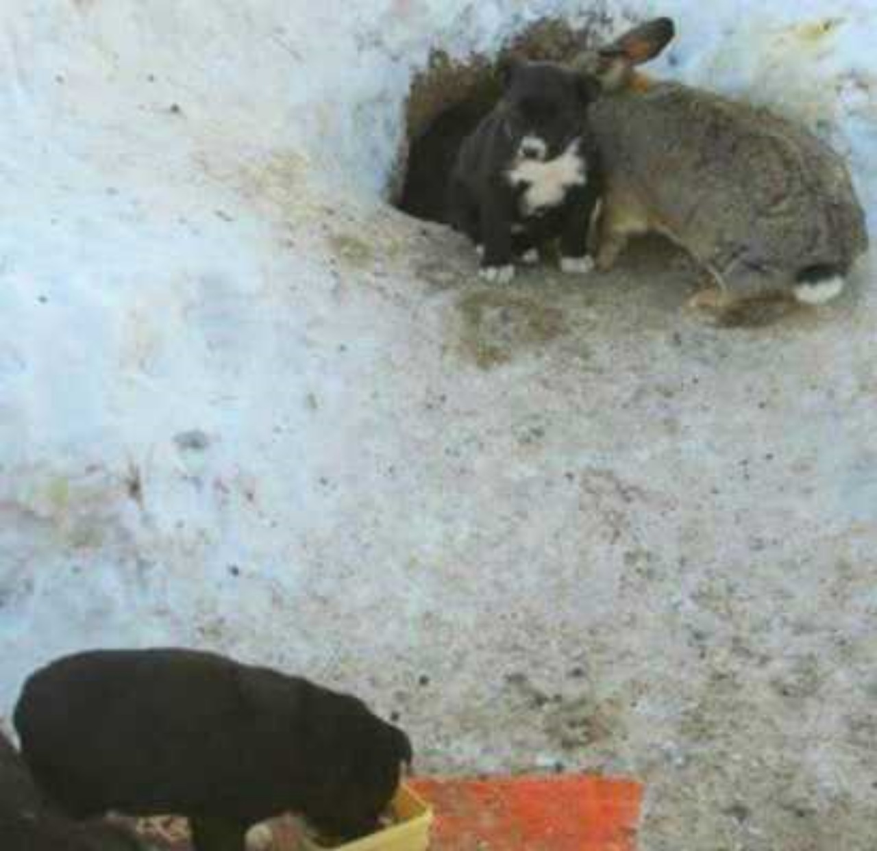 Coniglio protegge i cuccioli e li nasconde nella sua tana