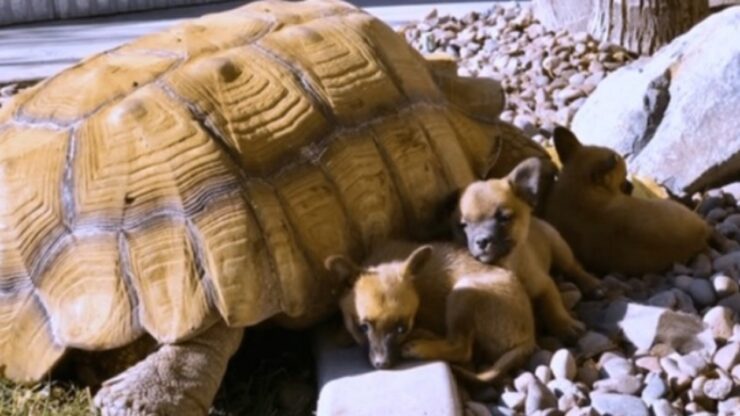 Cuccioli giocano con una tartaruga di 80 anni