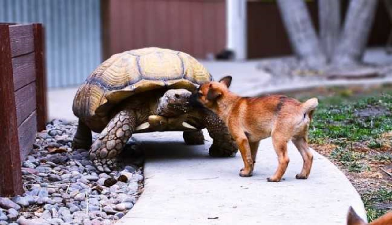 Cuccioli giocano con una tartaruga di 80 anni