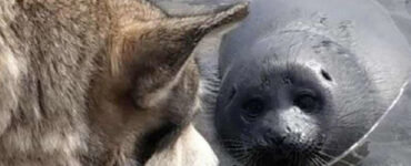 Un cane si prende cura di una foca