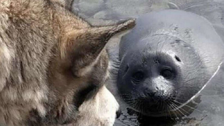 Un cane si prende cura di una foca