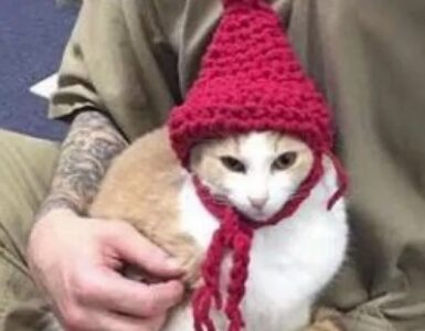 Gatti in prigione: nuovo progetto americano