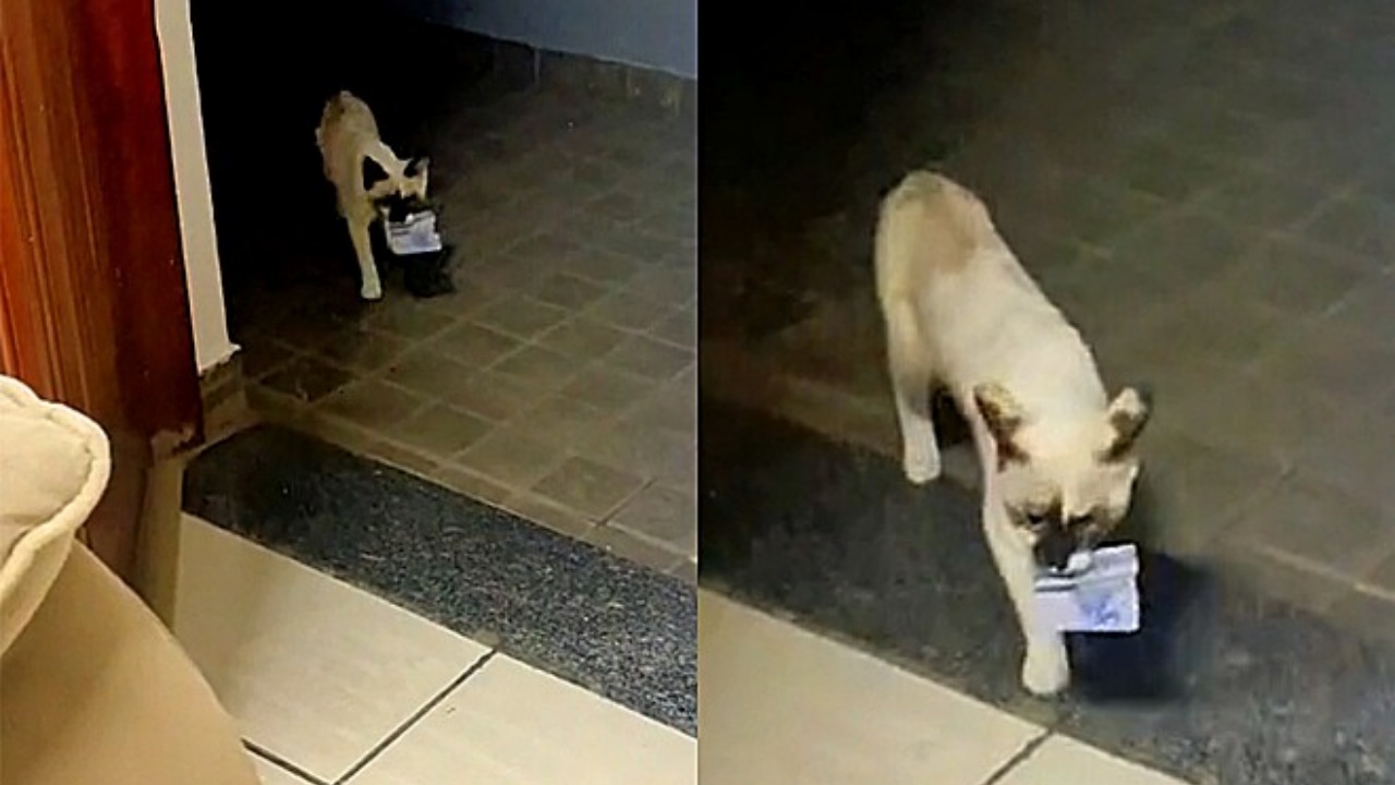 Gattina ruba banconote e le porta alla sua mamma