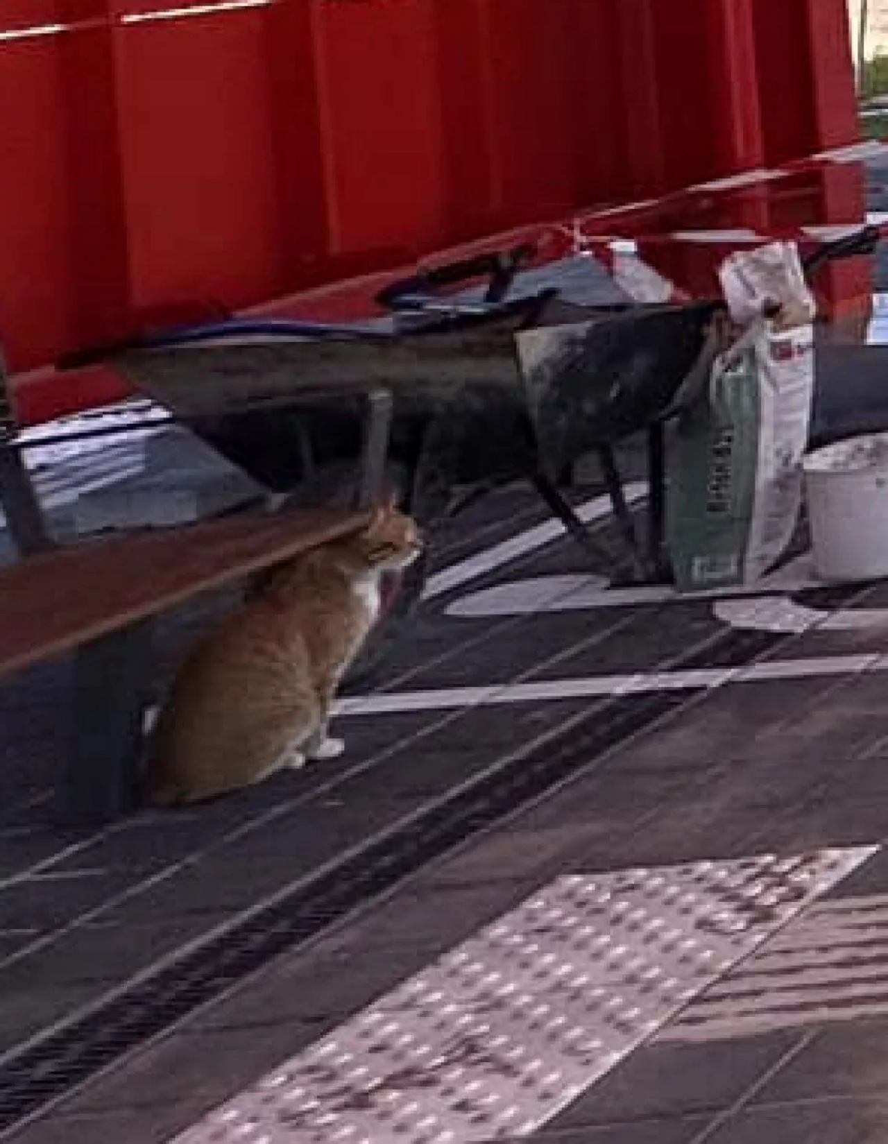 Gatto accompagna alla stazione i suoi proprietari