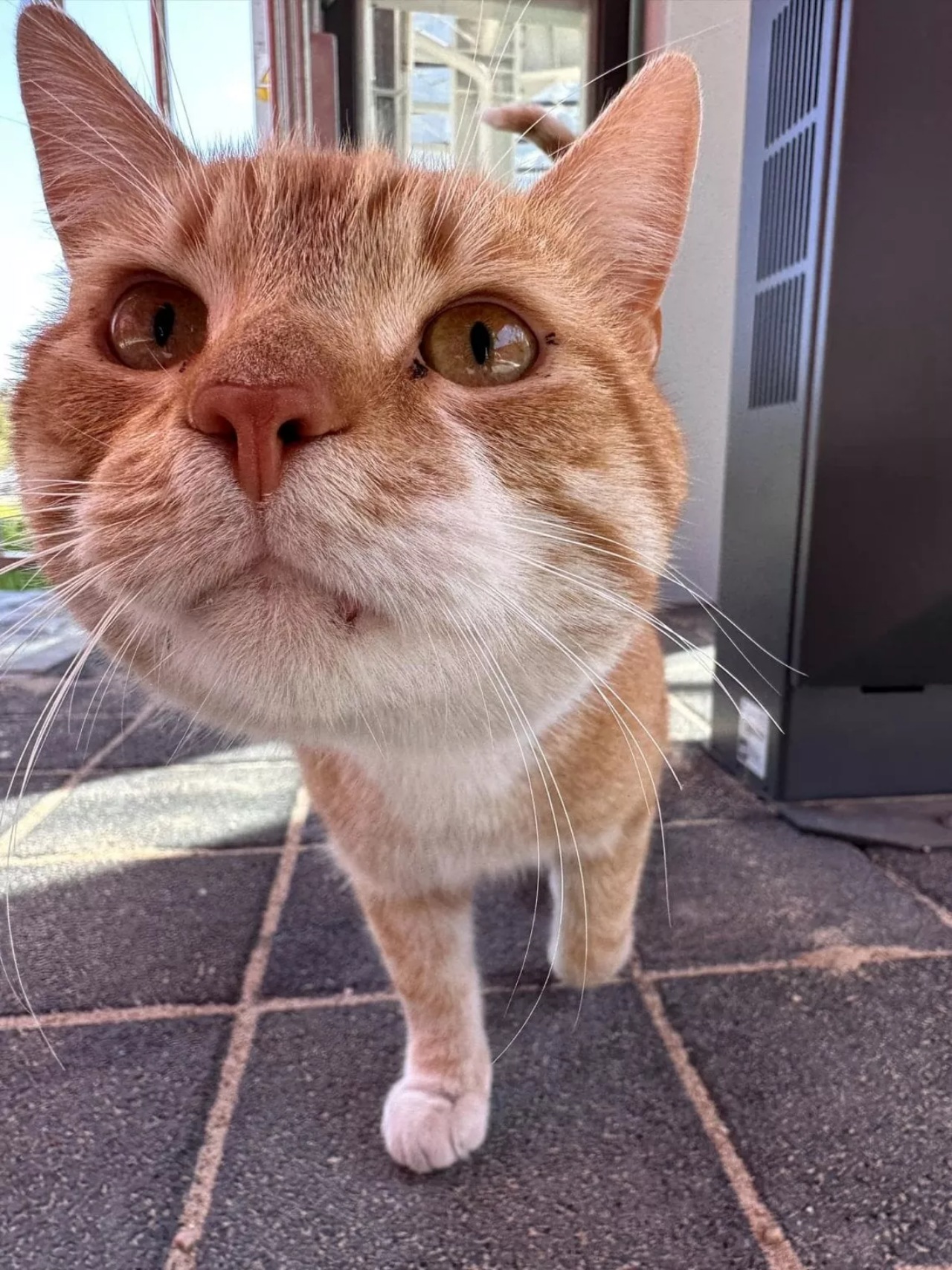 Gatto accompagna alla stazione i suoi proprietari