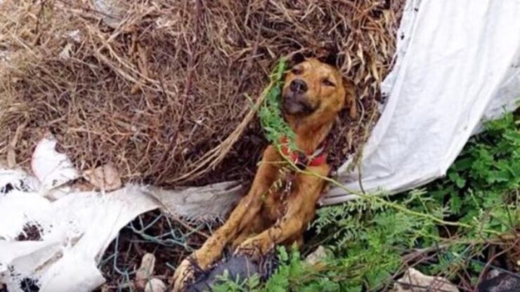 Cane lasciato a morire